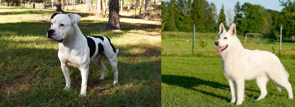 White Shepherd vs American Bulldog - Breed Comparison
