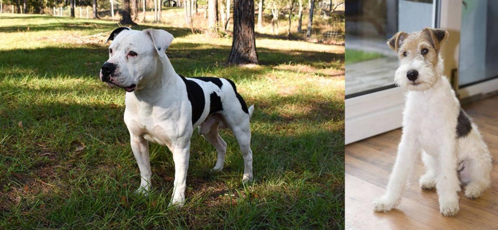 Wire Fox Terrier vs American Bulldog - Breed Comparison