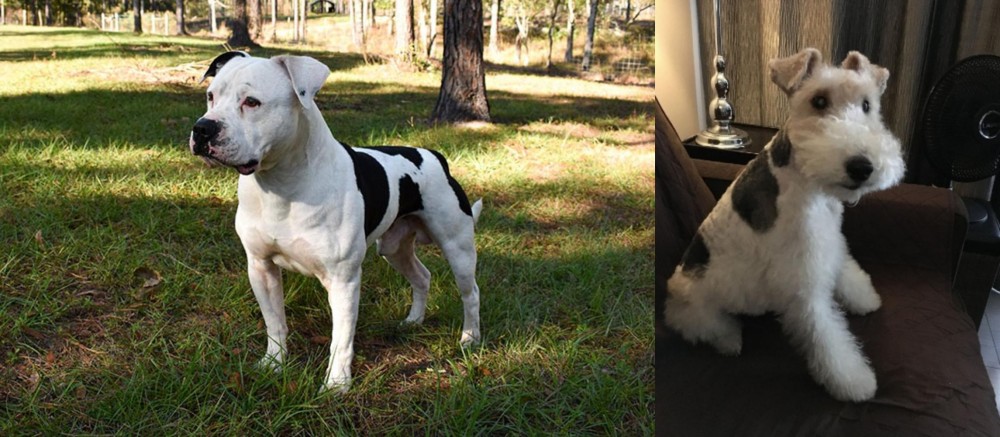 Wire Haired Fox Terrier vs American Bulldog - Breed Comparison