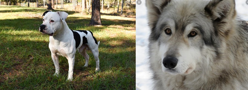 Wolfdog vs American Bulldog - Breed Comparison