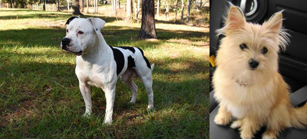 Yoranian vs American Bulldog - Breed Comparison