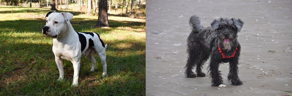 YorkiePoo vs American Bulldog - Breed Comparison