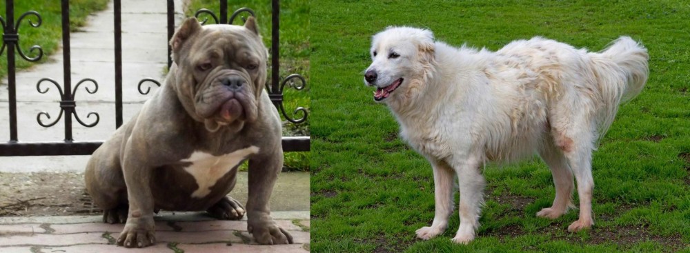 Abruzzenhund vs American Bully - Breed Comparison