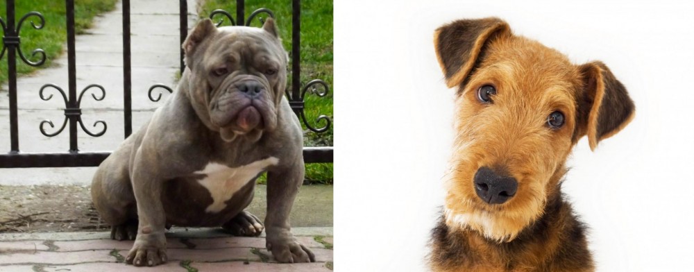 Airedale Terrier vs American Bully - Breed Comparison