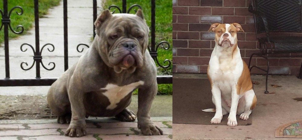 Alapaha Blue Blood Bulldog vs American Bully - Breed Comparison