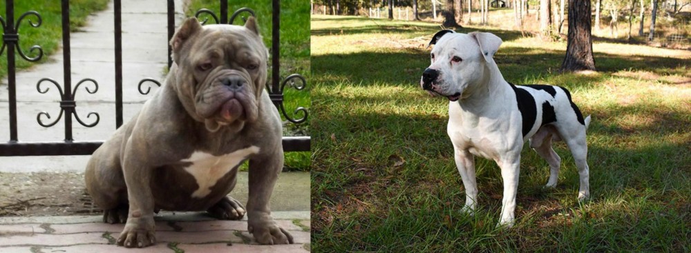 American Bulldog vs American Bully - Breed Comparison