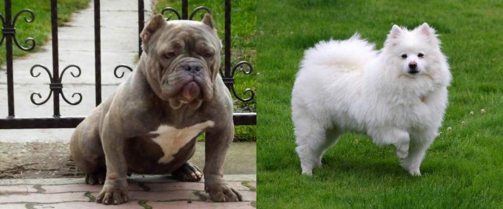 American Eskimo Dog vs American Bully - Breed Comparison