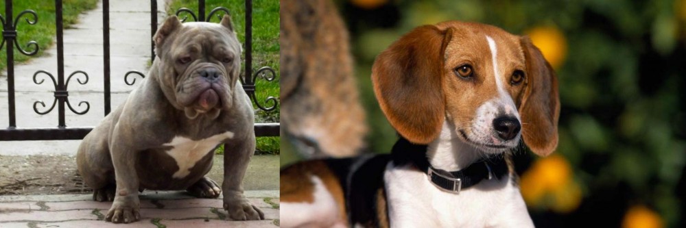 American Foxhound vs American Bully - Breed Comparison