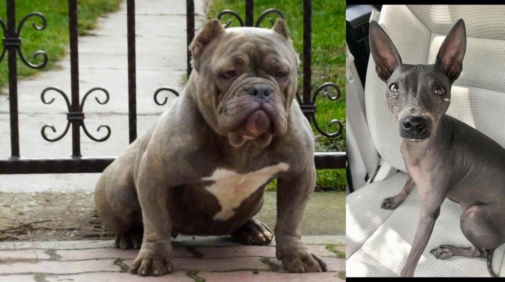 American Hairless Terrier vs American Bully - Breed Comparison