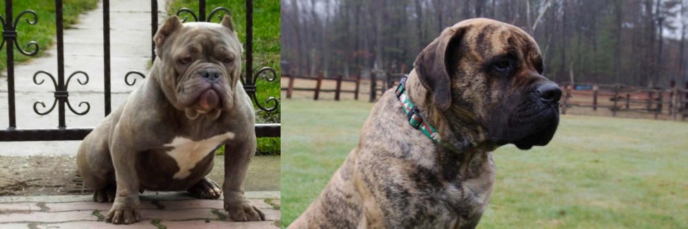 American Mastiff vs American Bully - Breed Comparison