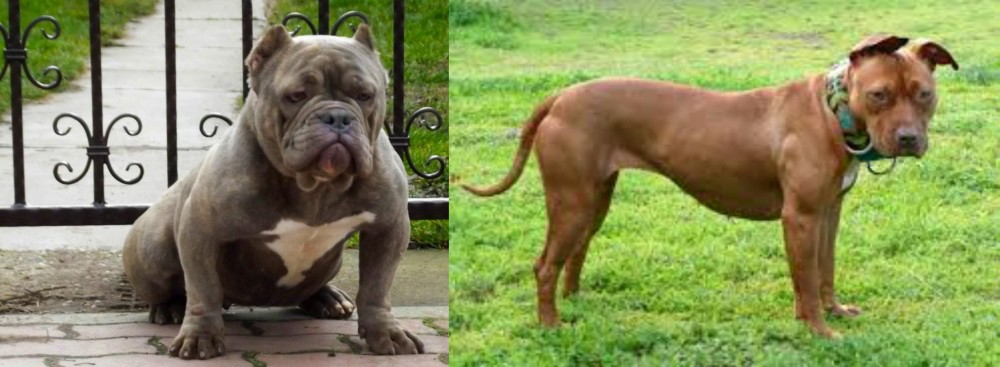 American Pit Bull Terrier vs American Bully - Breed Comparison
