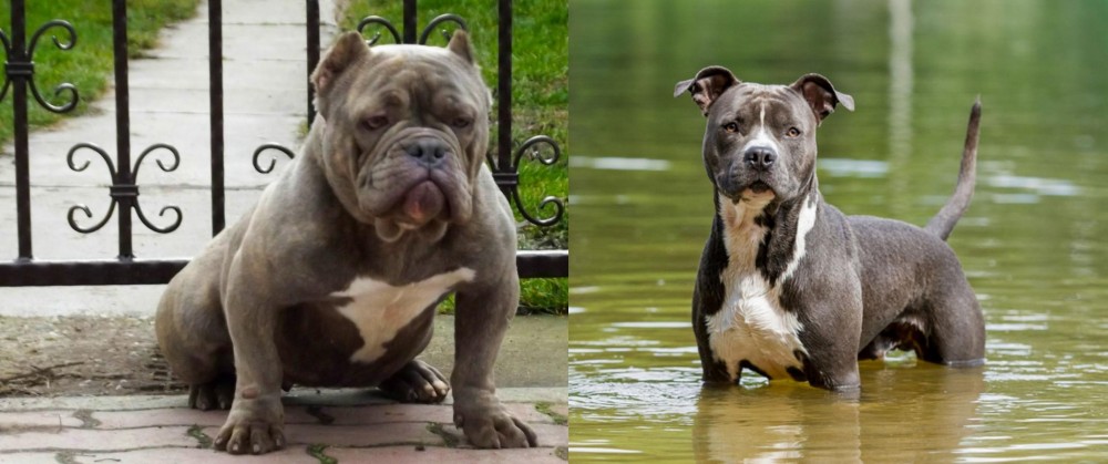 American Staffordshire Terrier vs American Bully - Breed Comparison