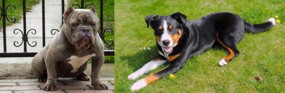 Appenzell Mountain Dog vs American Bully - Breed Comparison
