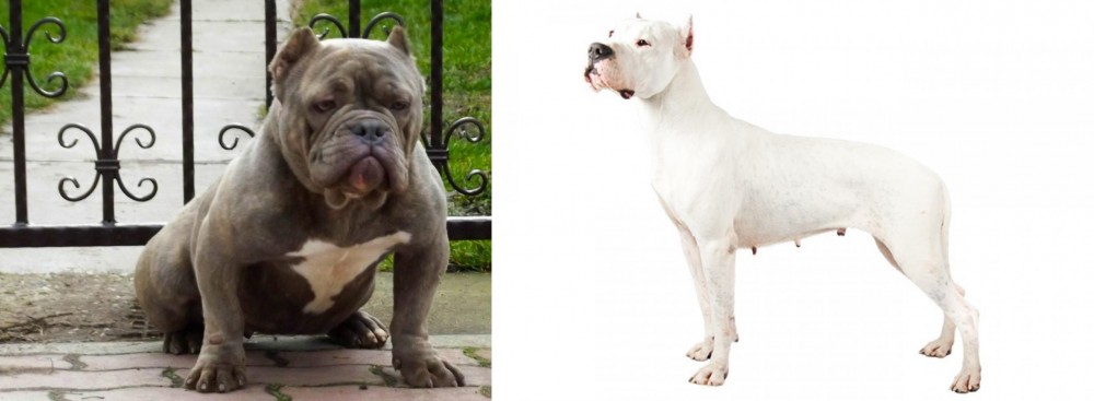 Argentine Dogo vs American Bully - Breed Comparison