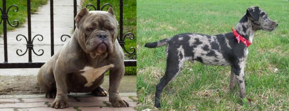 Atlas Terrier vs American Bully - Breed Comparison