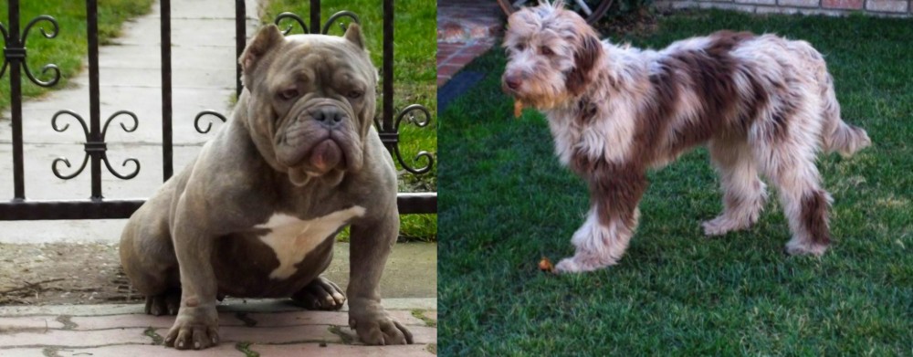 Aussie Doodles vs American Bully - Breed Comparison
