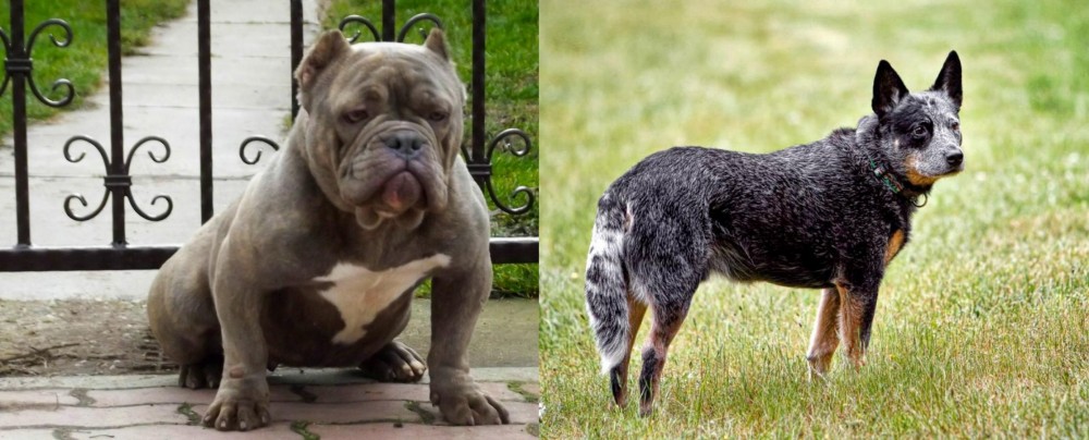 Austrailian Blue Heeler vs American Bully - Breed Comparison