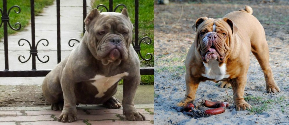 Australian Bulldog vs American Bully - Breed Comparison
