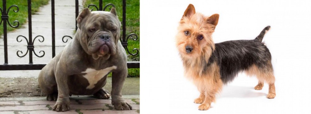 Australian Terrier vs American Bully - Breed Comparison
