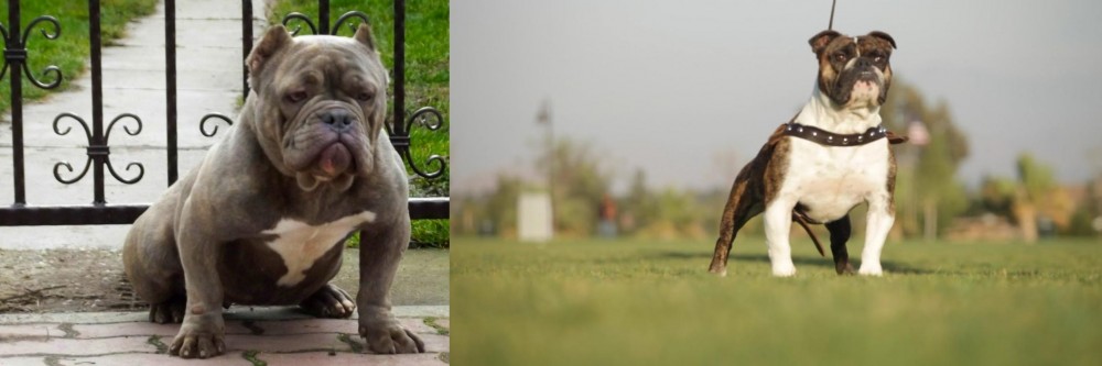 Bantam Bulldog vs American Bully - Breed Comparison