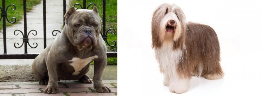 Bearded Collie vs American Bully - Breed Comparison