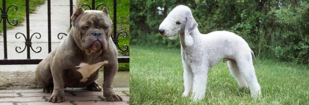 Bedlington Terrier vs American Bully - Breed Comparison