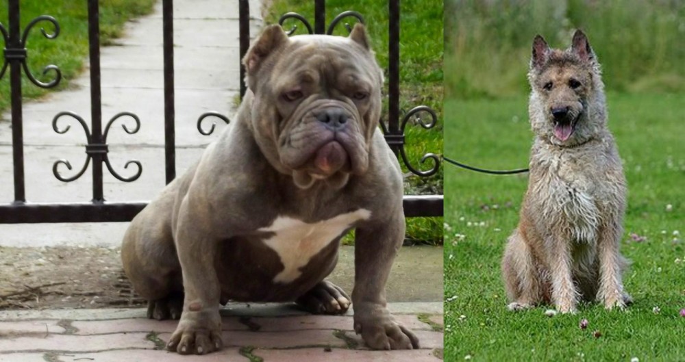 Belgian Shepherd Dog (Laekenois) vs American Bully - Breed Comparison
