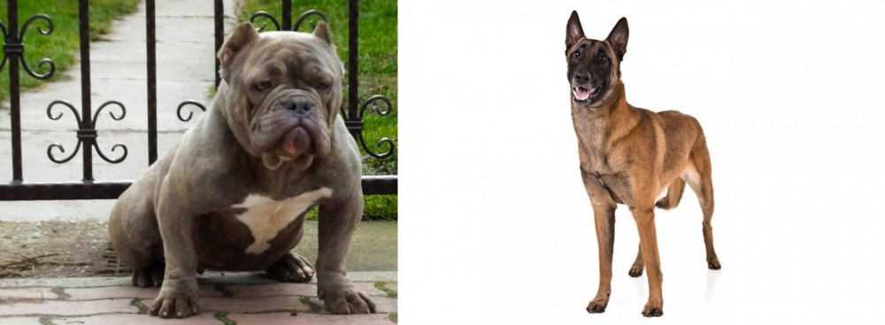 Belgian Shepherd Dog (Malinois) vs American Bully - Breed Comparison