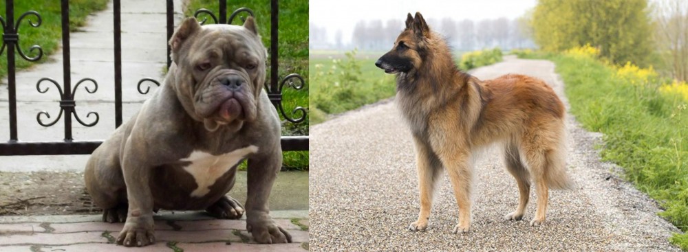 Belgian Shepherd Dog (Tervuren) vs American Bully - Breed Comparison