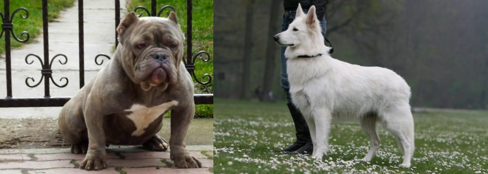 Berger Blanc Suisse vs American Bully - Breed Comparison