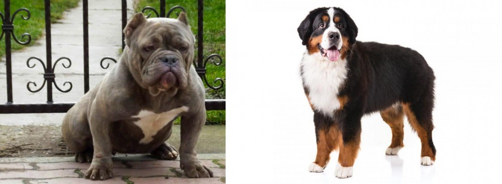 Bernese Mountain Dog vs American Bully - Breed Comparison