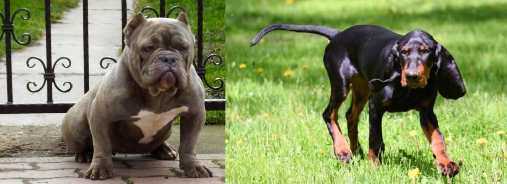 Black and Tan Coonhound vs American Bully - Breed Comparison