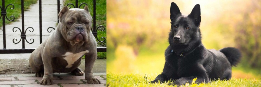 Black Norwegian Elkhound vs American Bully - Breed Comparison