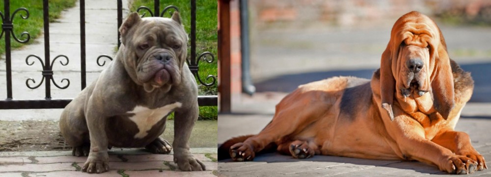 Bloodhound vs American Bully - Breed Comparison