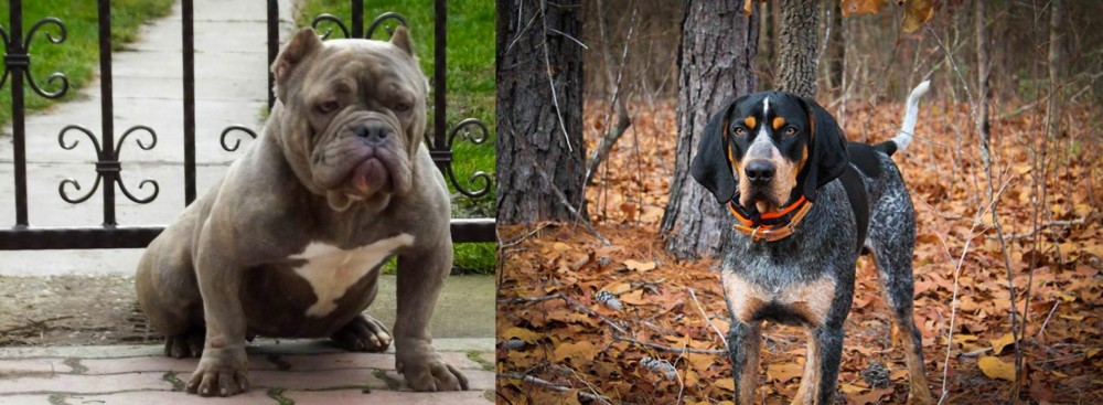 Bluetick Coonhound vs American Bully - Breed Comparison