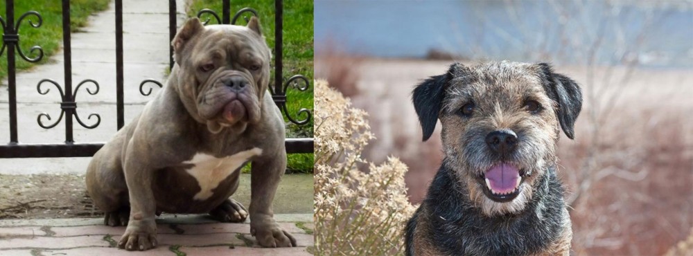 Border Terrier vs American Bully - Breed Comparison
