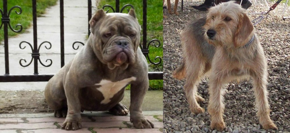 Bosnian Coarse-Haired Hound vs American Bully - Breed Comparison