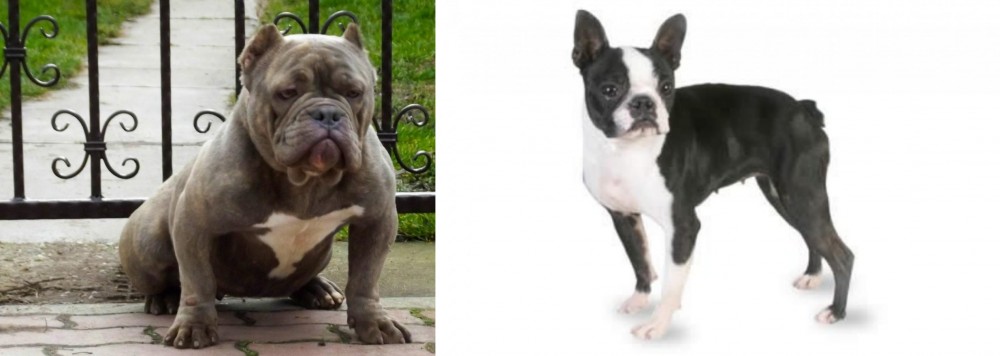 Boston Terrier vs American Bully - Breed Comparison