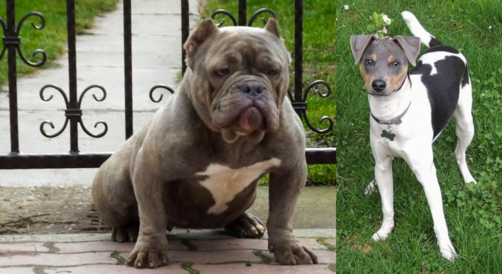 Brazilian Terrier vs American Bully - Breed Comparison