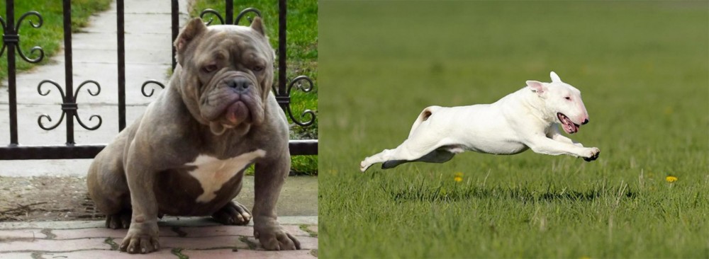 Bull Terrier vs American Bully - Breed Comparison