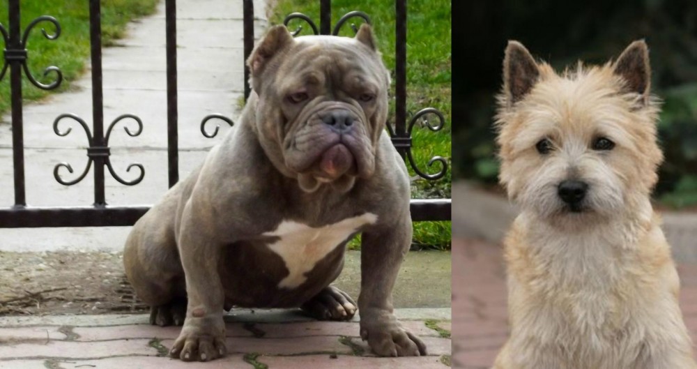 Cairn Terrier vs American Bully - Breed Comparison