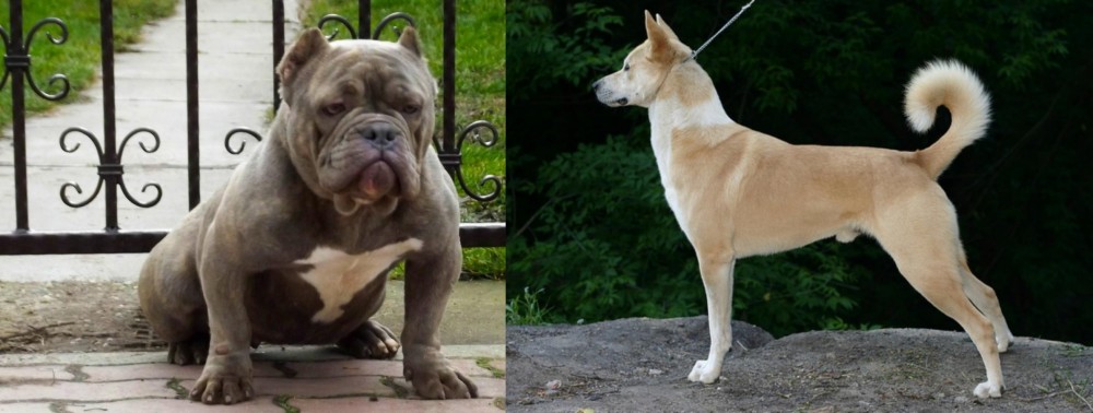 Canaan Dog vs American Bully - Breed Comparison