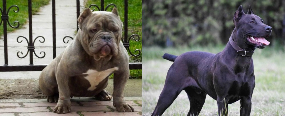Canis Panther vs American Bully - Breed Comparison