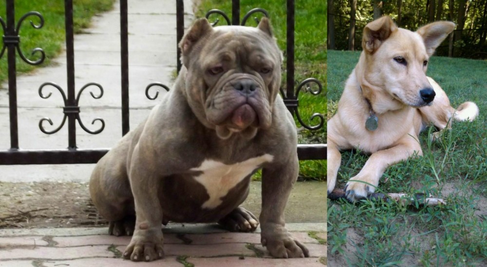 Carolina Dog vs American Bully - Breed Comparison