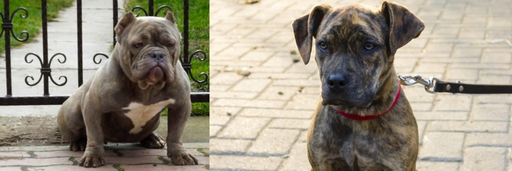 Catahoula Bulldog vs American Bully - Breed Comparison
