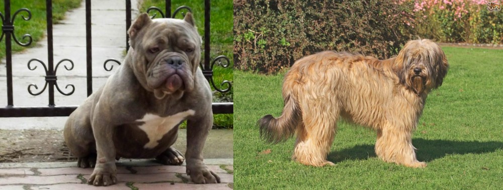 Catalan Sheepdog vs American Bully - Breed Comparison