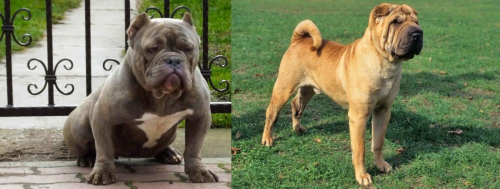 Chinese Shar Pei vs American Bully - Breed Comparison