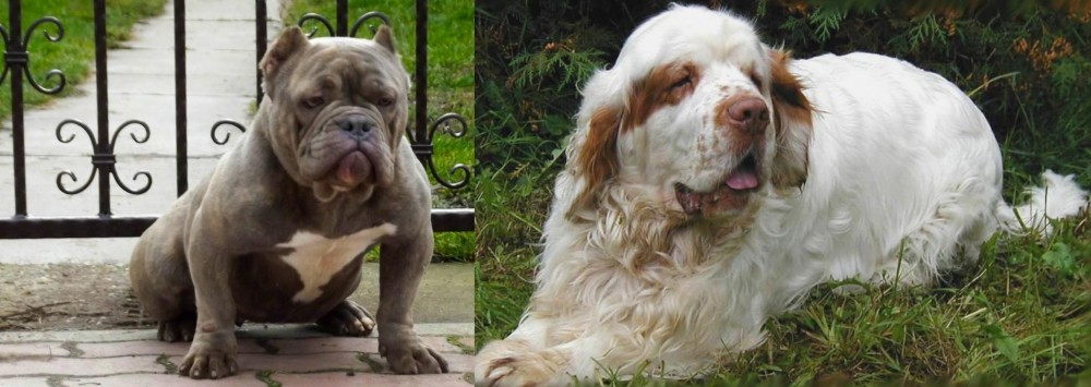 Clumber Spaniel vs American Bully - Breed Comparison