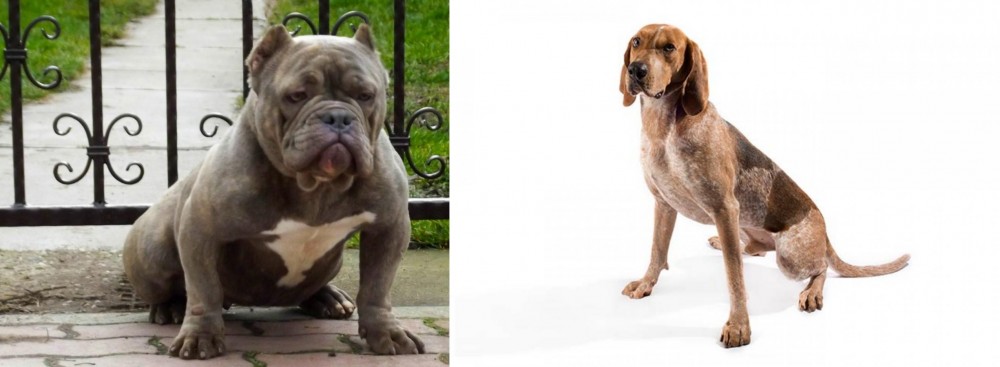 Coonhound vs American Bully - Breed Comparison