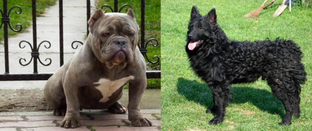 Croatian Sheepdog vs American Bully - Breed Comparison